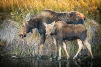 Moose cow and calf