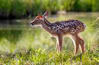 White Tail Fawn