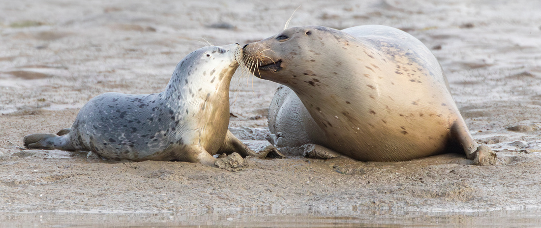 Harbor Seal and pup