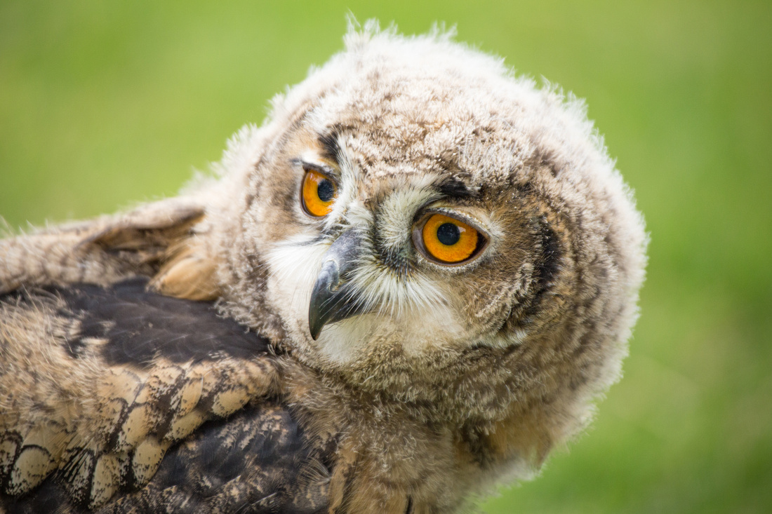 Eurasian Eagle Owlet