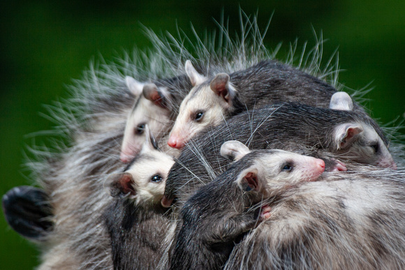 Possum and joeys