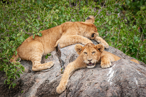 Lion cubs