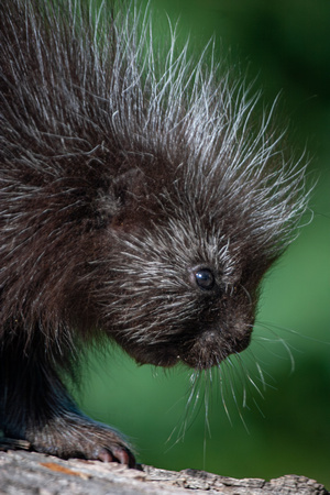 Porcupette