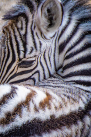 Zebra foal