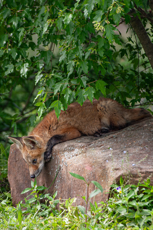 Fox kit