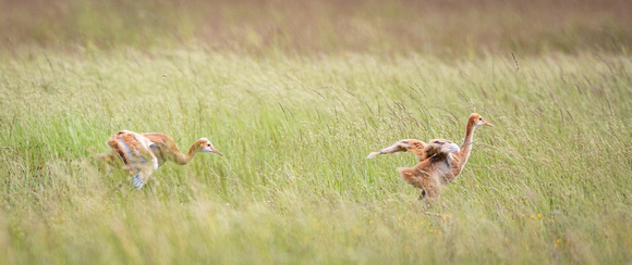 Sandhill crane colts