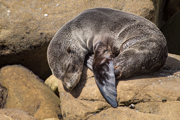 Fur seal pup