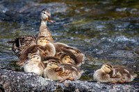 Mallard duck and ducklings