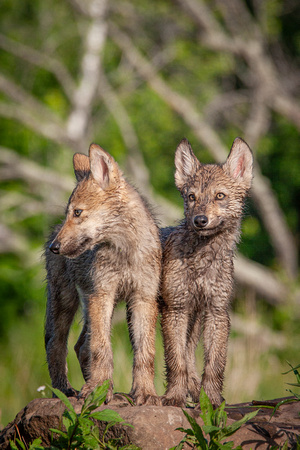 Wolf pups