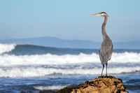 Great Blue Heron, Pebble Beach