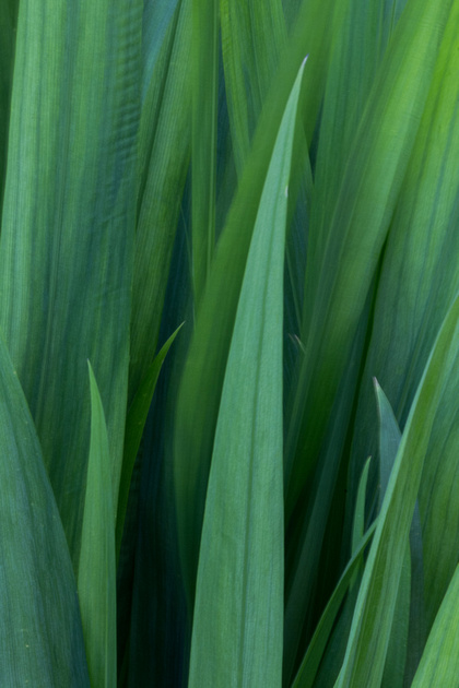 Grass detail