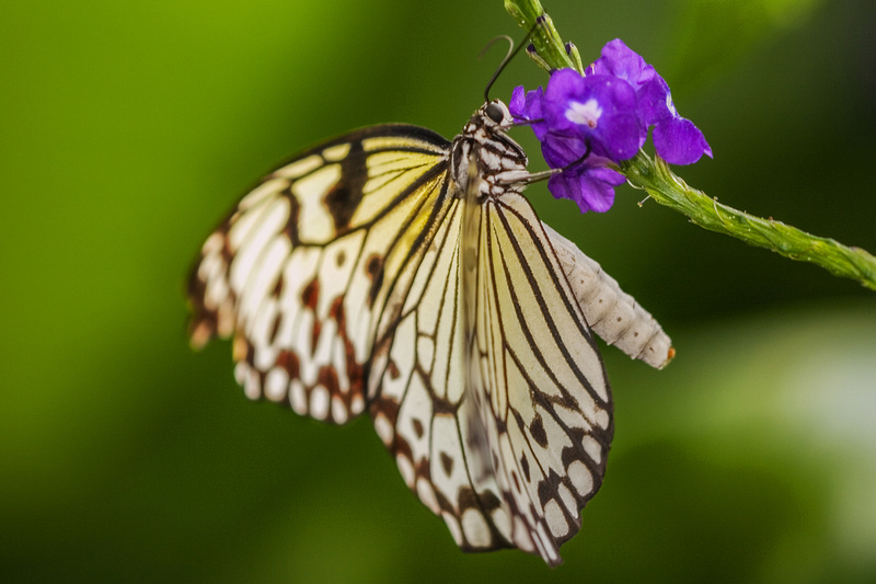 Risepaper Butterfly