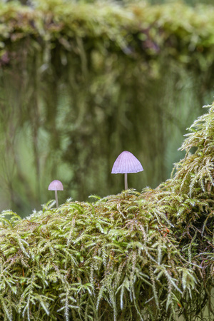 Pleated inkcap