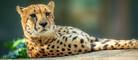 Cheetah