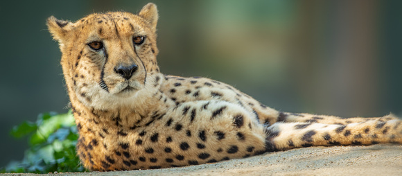 Cheetah