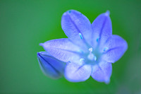 Brodiaea