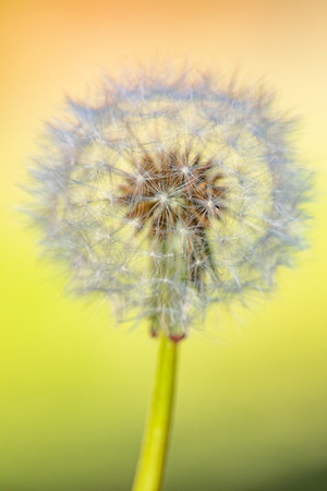 Dandelion