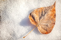 Winter leaf on snow