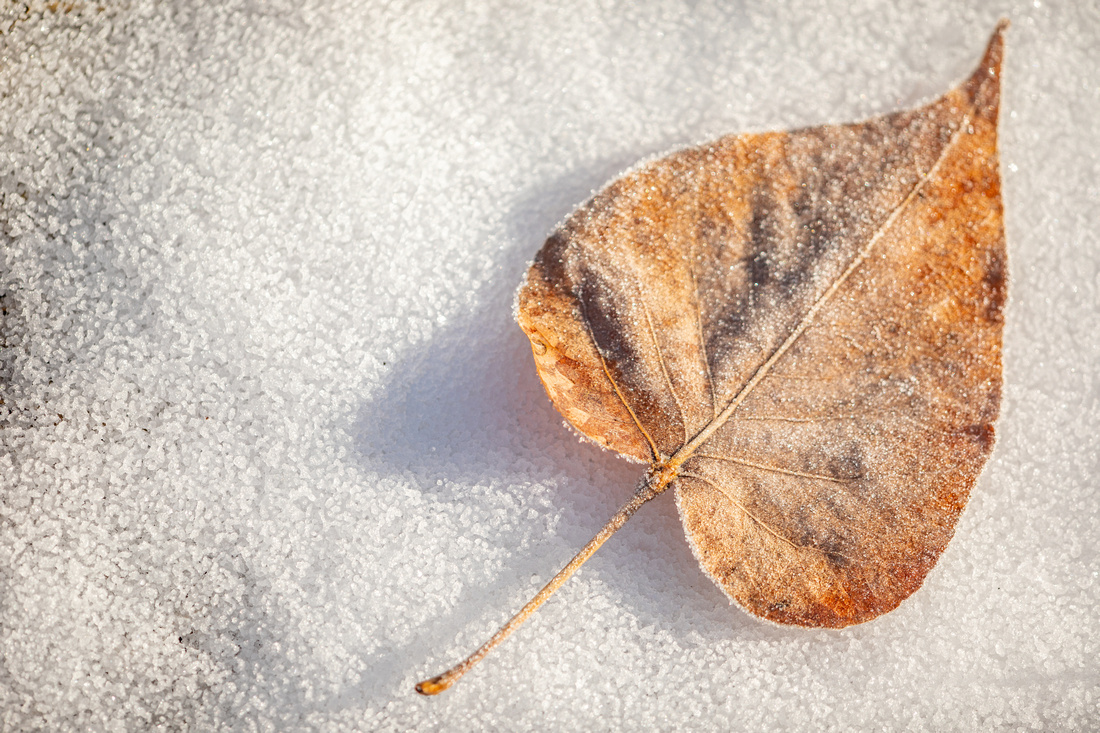 Winter leaf on snow