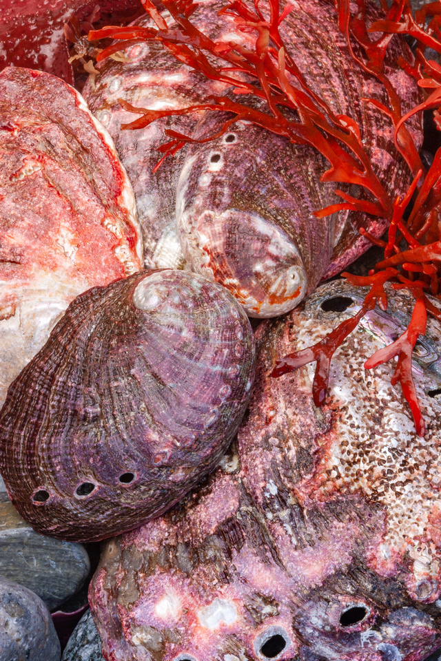 Shells, Rocks, and Kelp
