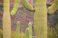 Saguaro Cactus, Oregon Pipe Cactus National Monument