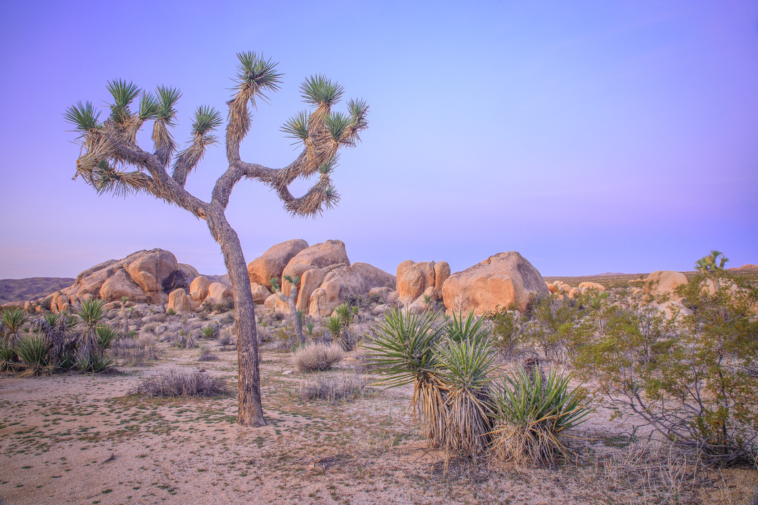 Joshua Tree sunrise, Joshua Tree National Park