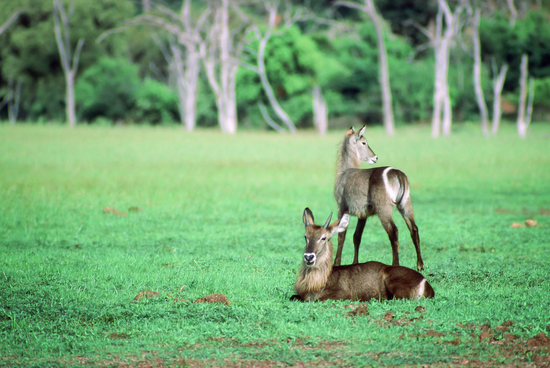 Waterbuck juveniles, Velvia film scan