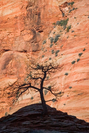 Zion silhouette, Velvia film scan