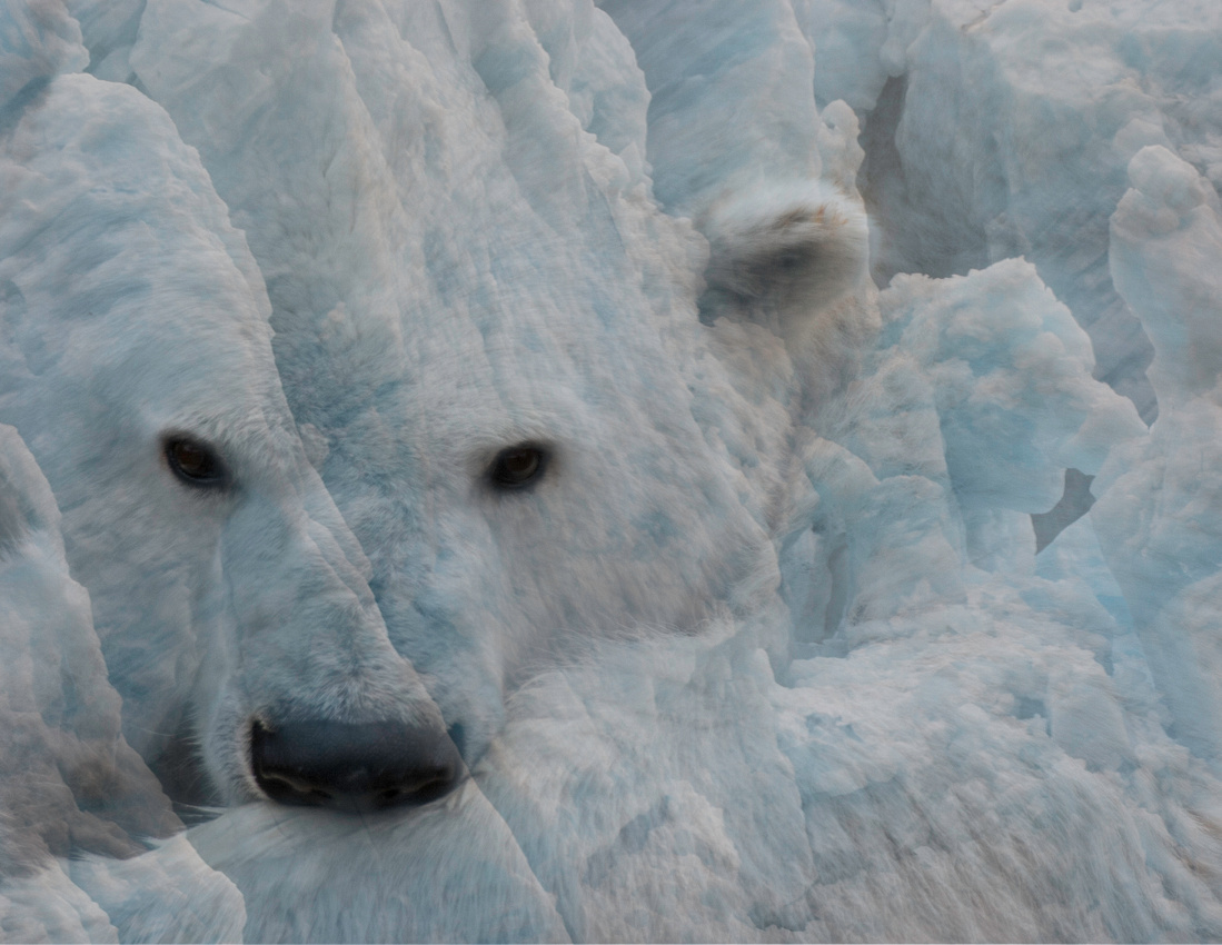 Polar bear and glacier