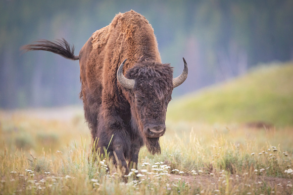 American Bison