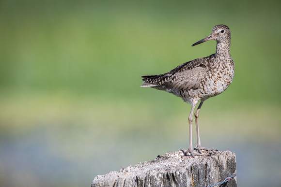 Willet