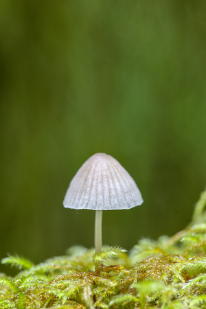 Pleated inkcap