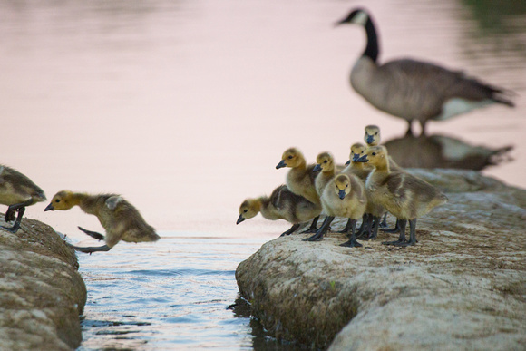 Canadian Goose with chicks, Hagen Park