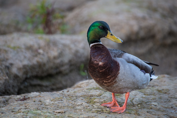 Mallard duck, Hagen Park
