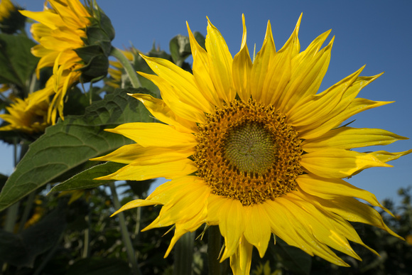 Flash: Sunflower, Dixon, California