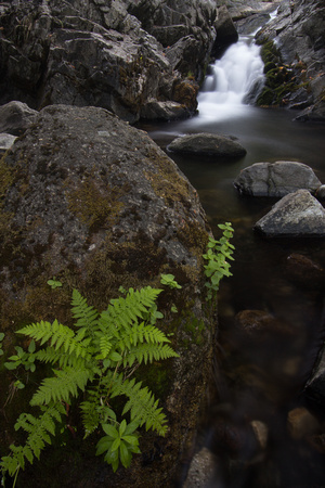 No flash: fern and creek, Sierras, California