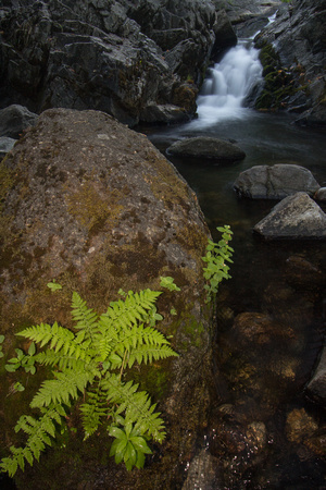 Flash: fern and creek, Sierras, California