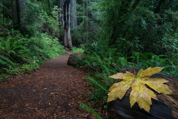 No flash: Autumn leaf on trail, Prairie Creek Redwoods State Park, California