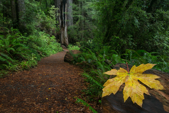 Flash: Autumn leaf on trail, Prairie Creek Redwoods State Park, California