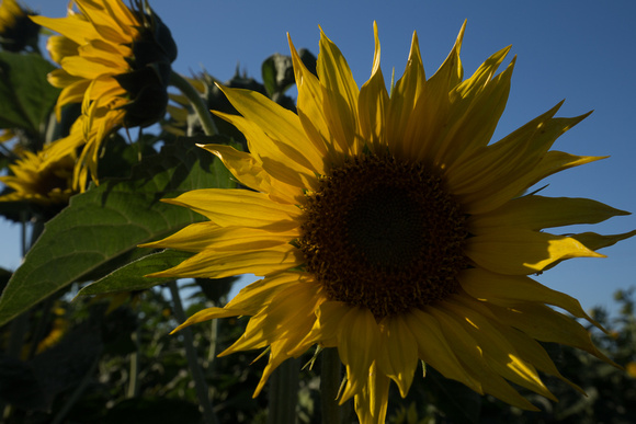 No flash: Sunflower, Dixon, California