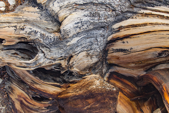 Ancient Bristlecone tree bark, Eastern Sierras