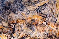 Ancient Bristlecone tree bark, Eastern Sierras