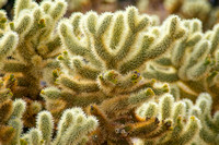 Cholla Cactus, Joshua Tree National Park