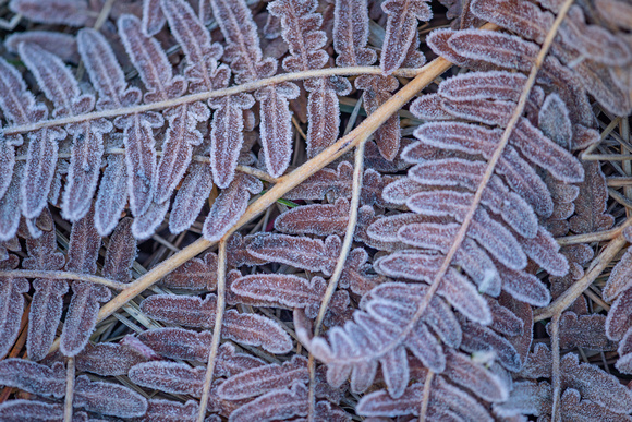 Frosted ferns, Yosemite National Park