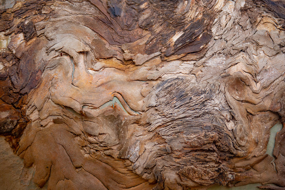 Tree bark detail, Point Reyes National Seashore