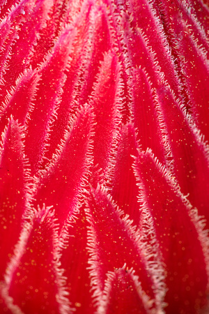 Snow plant detail, Lassen National Park