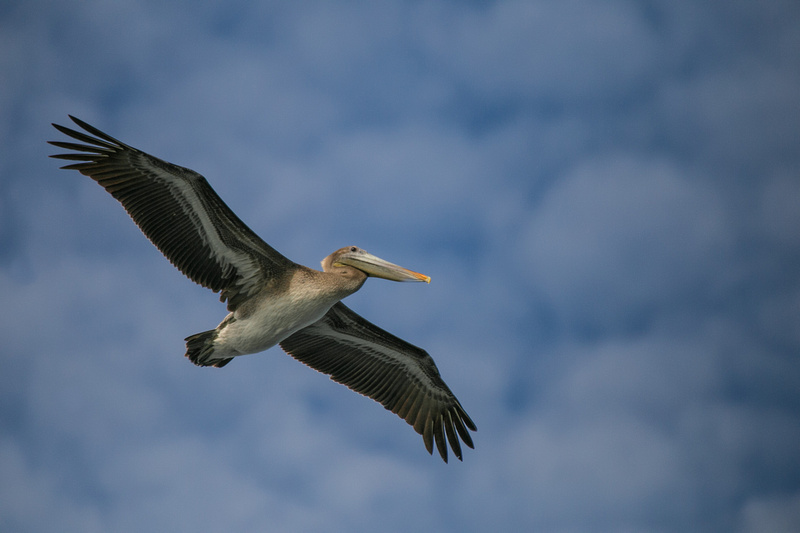 Pelican in flight, Moss Landing, California
