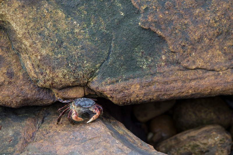 Crab, Point Lobos State Reserve