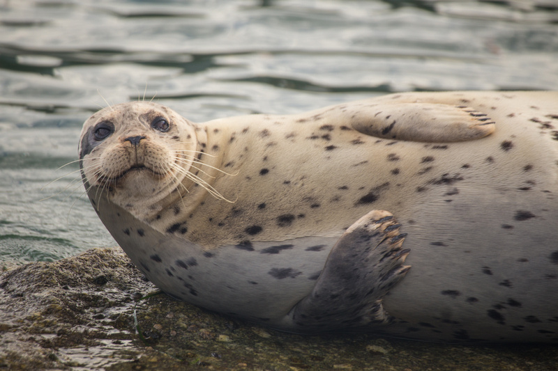 Harbor Seal, Point Lobos State Reserve