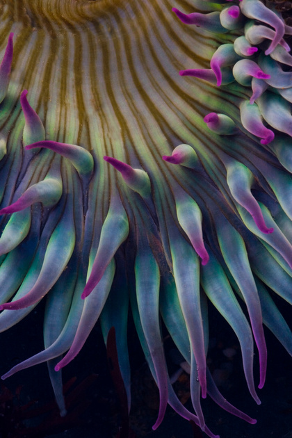 Sea Anemone detail
